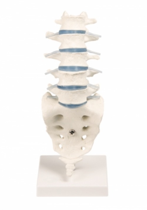 [독일제품] 유연성 요추모형 Lumbar vertebral column with stand 4036